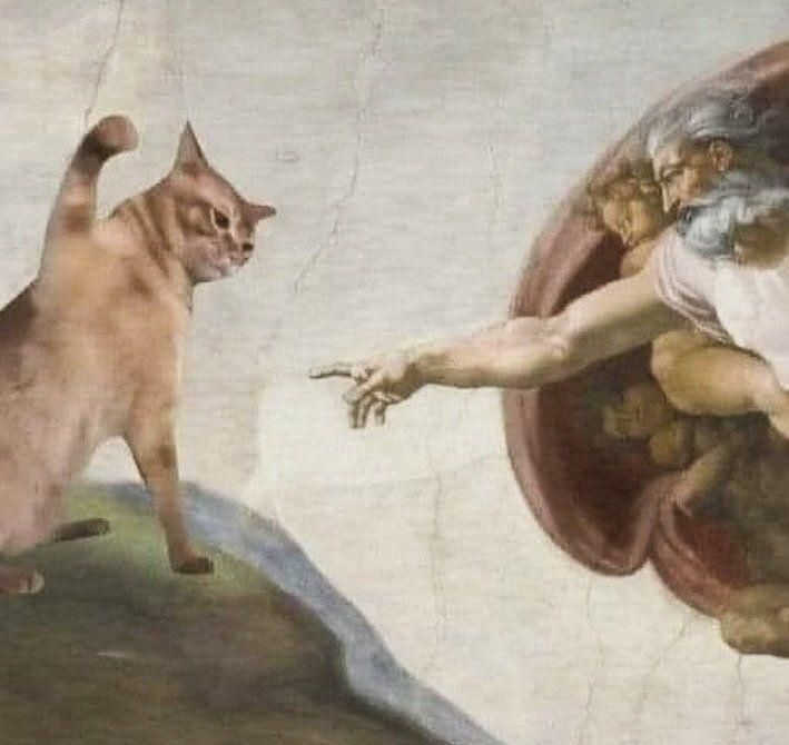 cat
