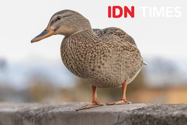 AirAsia Buka Lagi Rute Surabaya-Bangkok, Terbang 4 Kali Seminggu